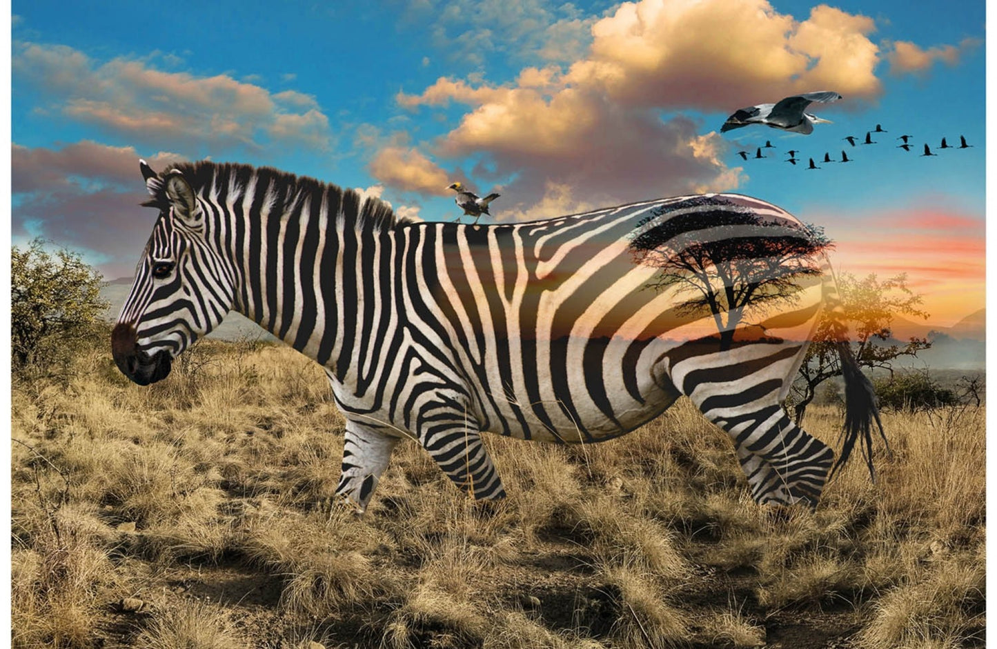 Zebra Quilting panel, Zebra picture, wild kingdom digital panel, Hoffman fabrics The Quilt Sanctuary