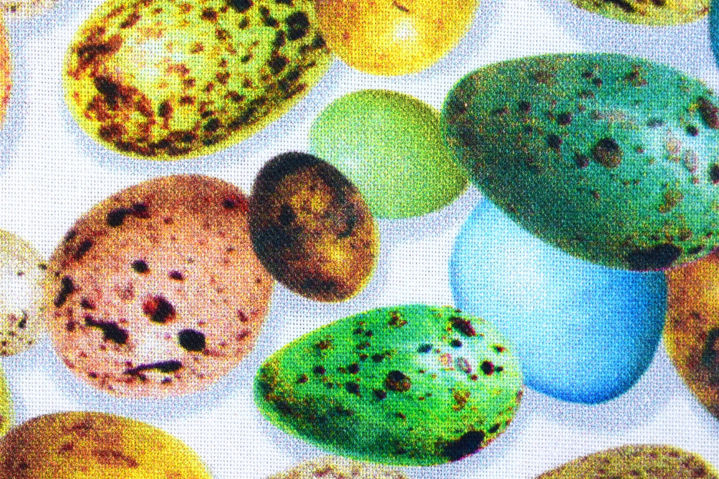 Birds eggs fabric , Quilting fabric, cotton fabric, Hummingbird Garden- Price by the Half Metre The Quilt Sanctuary