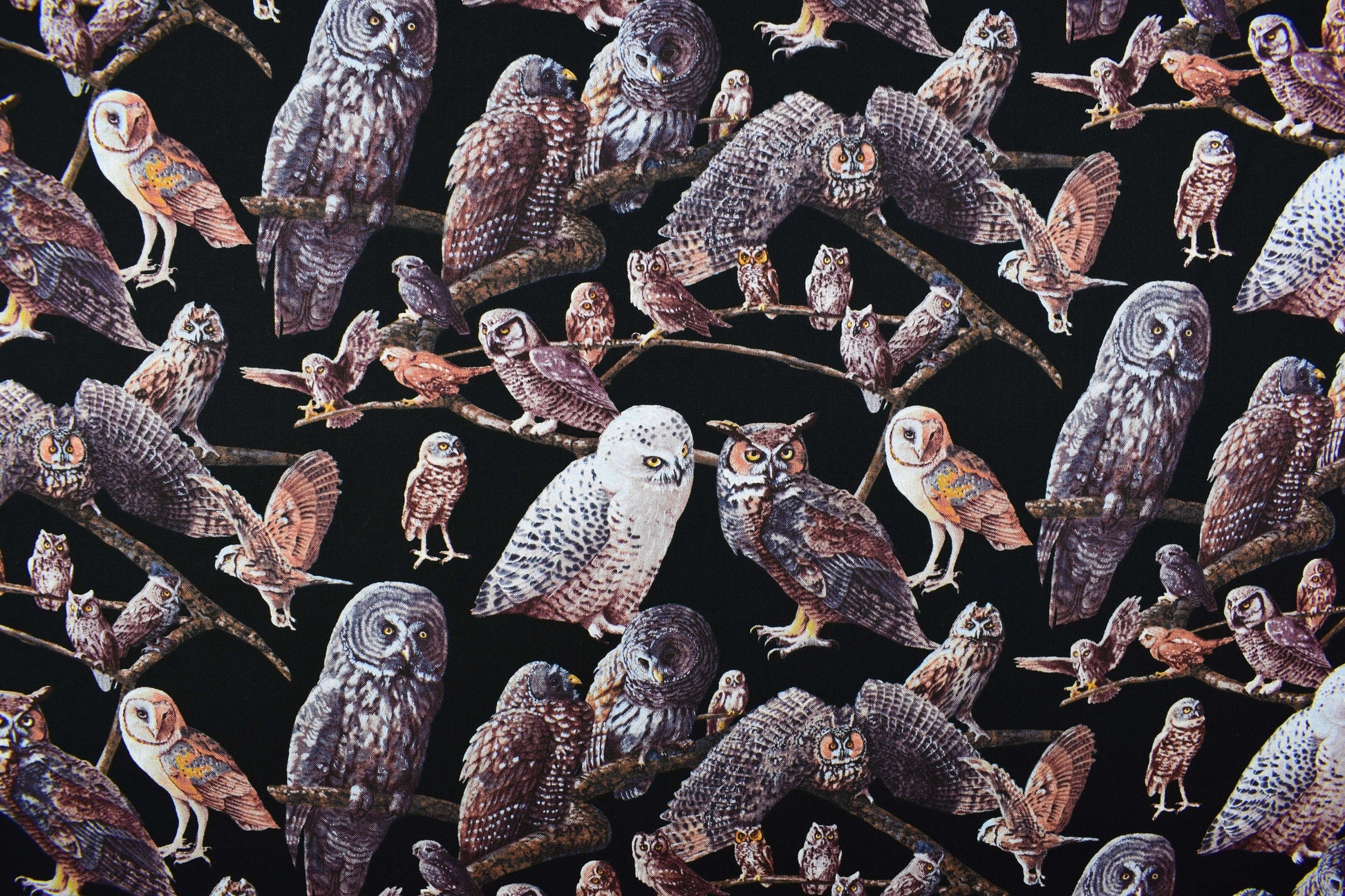 Owl Fabric, owls of North america, quilting fabric, Price by the Half Metre The Quilt Sanctuary