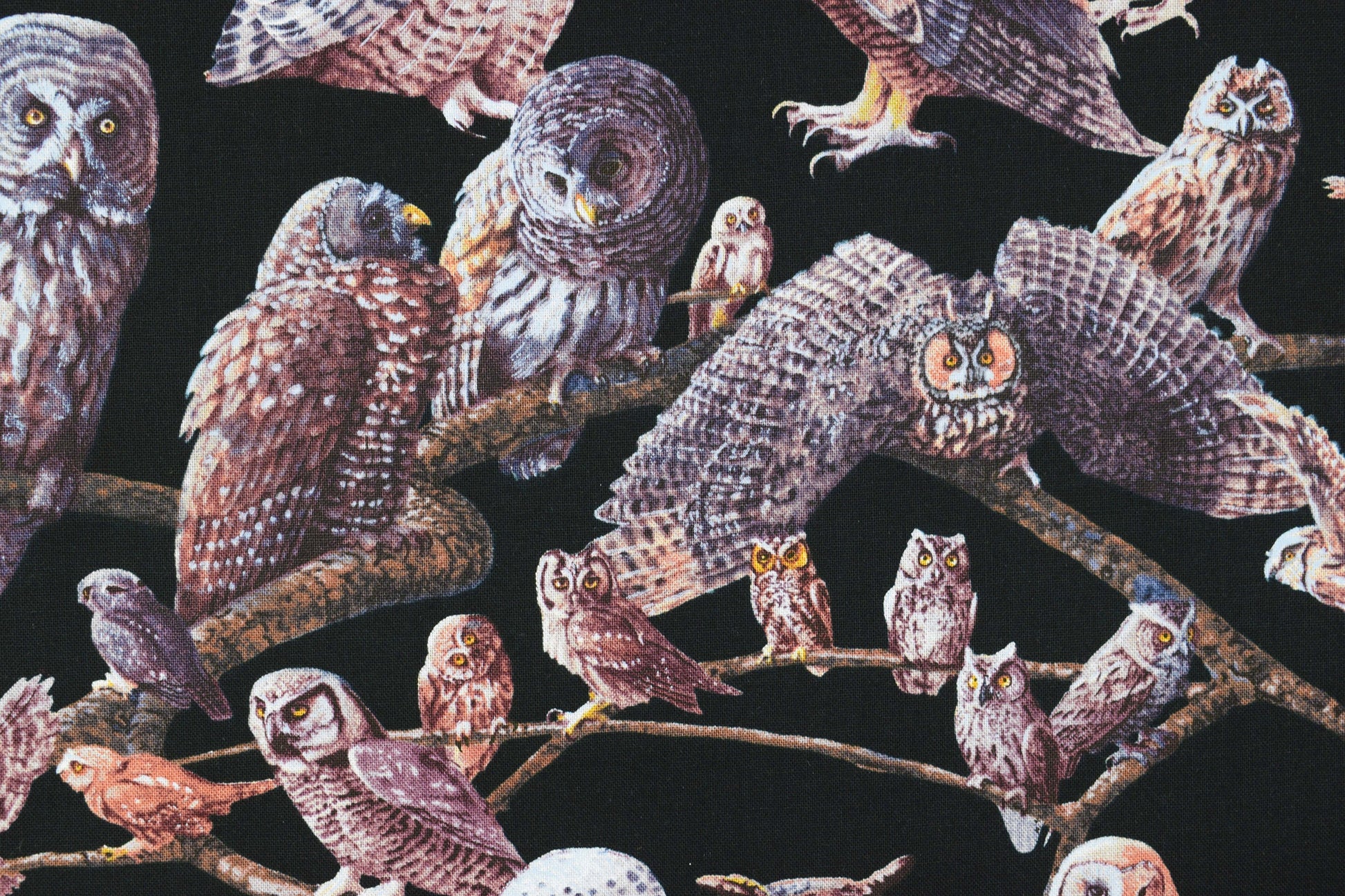 Owl Fabric, owls of North america, quilting fabric, Price by the Half Metre The Quilt Sanctuary