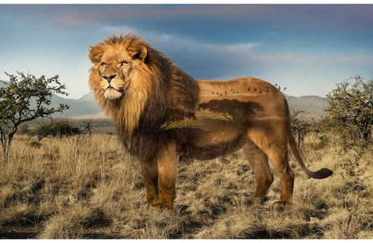 Lion fabric panel, Quilting panel, wild kingdom digital panel, Hoffman fabrics The Quilt Sanctuary