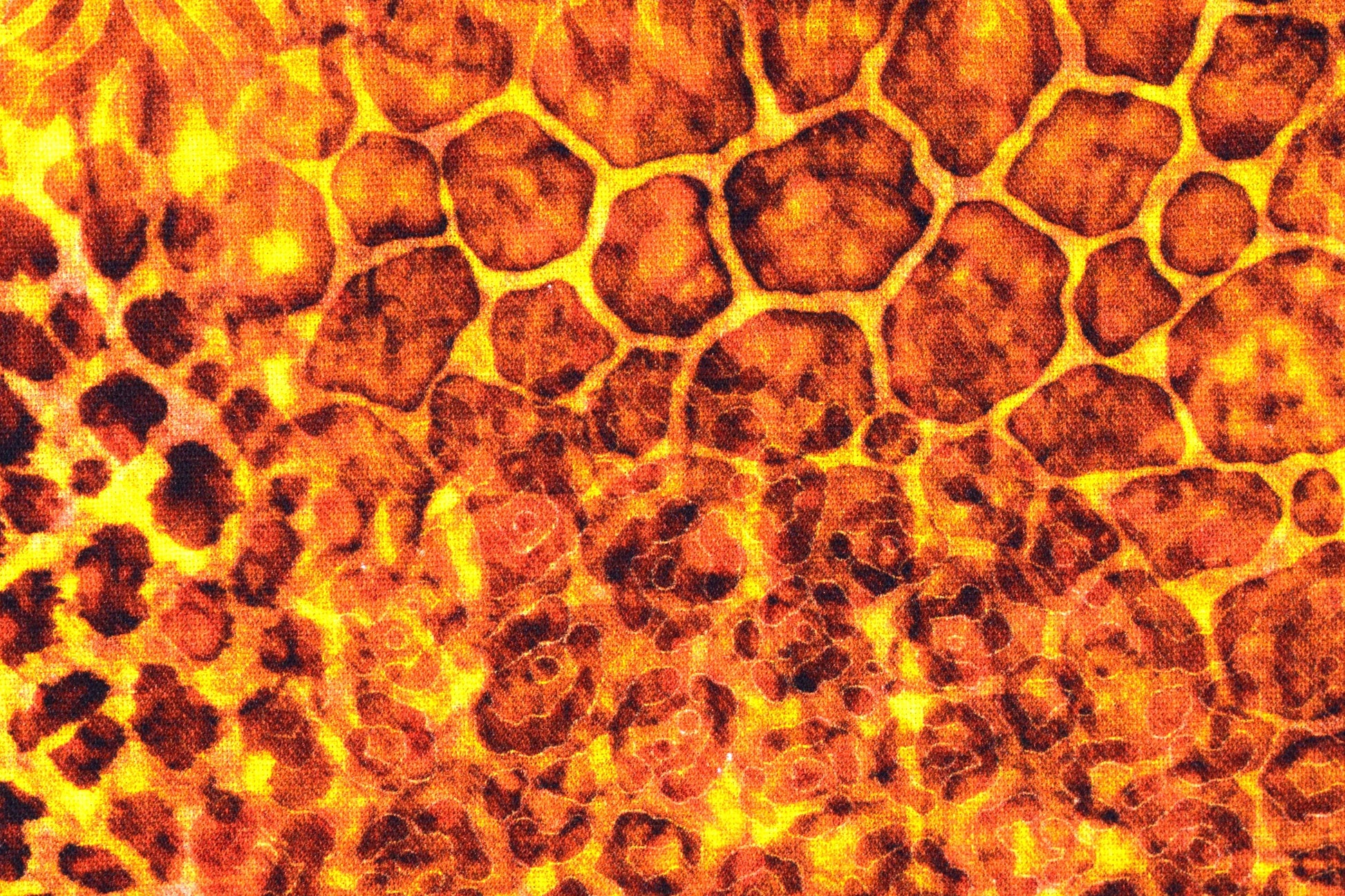Animal print fabric, Quilting fabric, cotton fabric, quilting treasures, Serengeti, Price by the Half Metre The Quilt Sanctuary