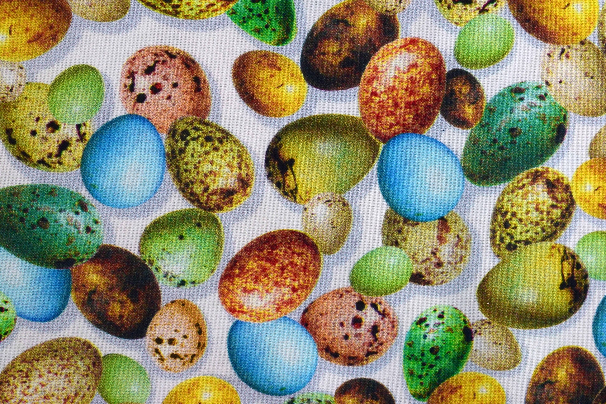Birds eggs fabric , Quilting fabric, cotton fabric, Hummingbird Garden- Price by the Half Metre The Quilt Sanctuary